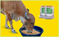 Cattle Feed Cattle Feed