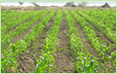 Contract Farming Contract Farming