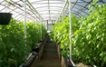 Green House Green House